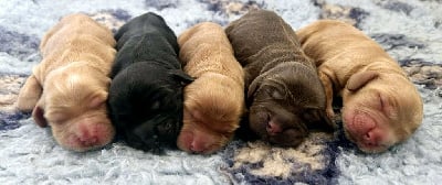 Les chiots de Cocker Spaniel Anglais