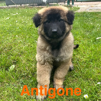 Les chiots de Berger Belge