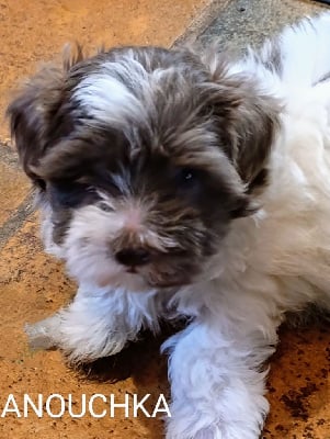 Les chiots de Bichon Havanais
