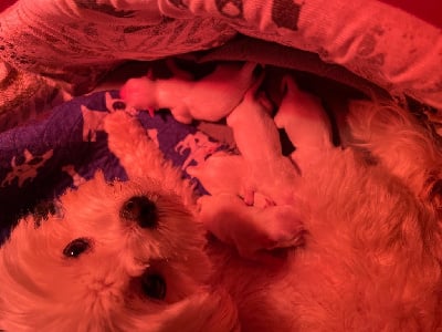 Les chiots de Bichon maltais