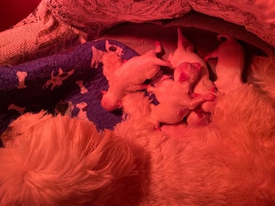 Les chiots de Bichon maltais