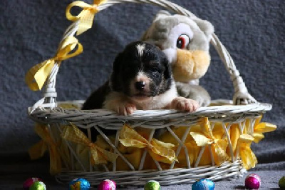 Les chiots de Berger Australien