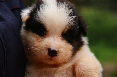 Les chiots de Berger Australien