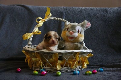 Les chiots de Berger Australien
