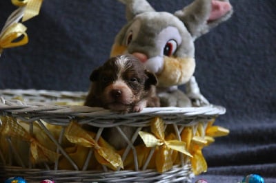 Les chiots de Berger Australien