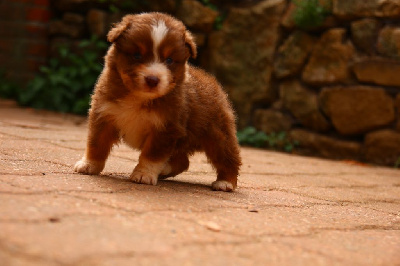 Les chiots de Berger Australien