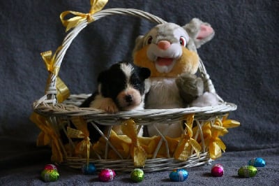 Les chiots de Berger Australien