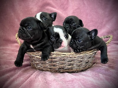 Bouledogue français
