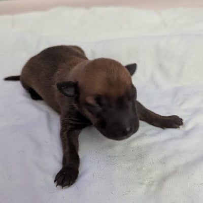 Les chiots de Petit Levrier Italien