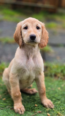Les chiots de Levrier afghan