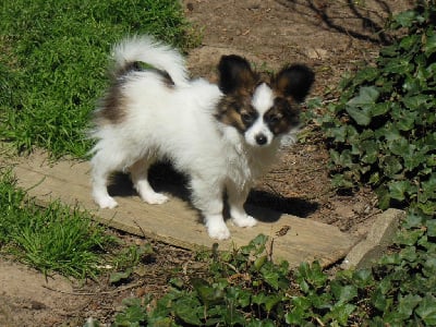 Les chiots de Epagneul nain Continental (Papillon)