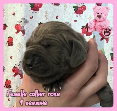 Les chiots de Dogue allemand