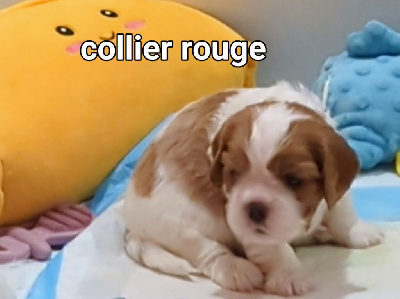 Les chiots de Cavalier King Charles Spaniel