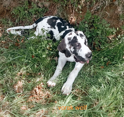 Les chiots de Dogue allemand