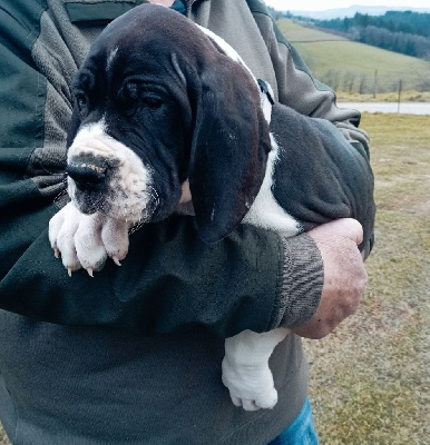 Les chiots de Dogue allemand