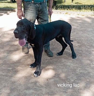 Les chiots de Dogue allemand