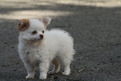 UKHO - Chihuahua