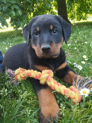 Les chiots de Berger de Beauce