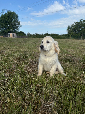 Les chiots de Golden Retriever