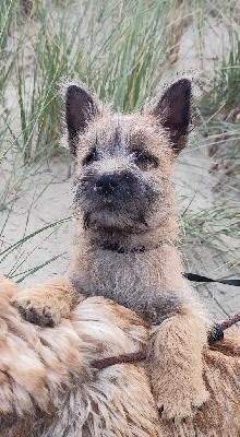 Cairn Terrier
