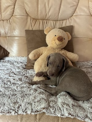 Les chiots de Braque de Weimar