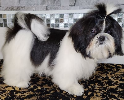 Les chiots de Shih Tzu
