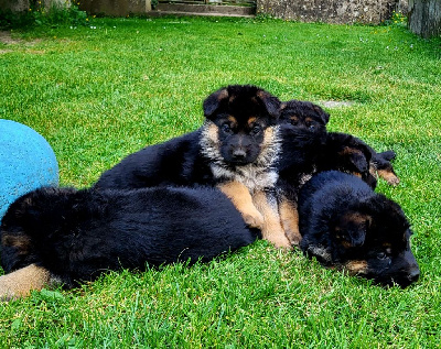 Les chiots de Berger Allemand