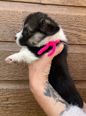 Les chiots de Welsh Corgi Pembroke
