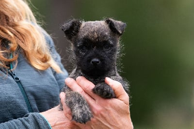 Les chiots de Cairn Terrier