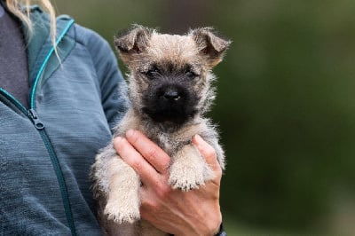 Mâle1 - Cairn Terrier