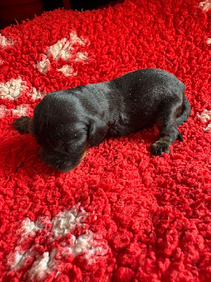 Les chiots de Cocker Spaniel Anglais