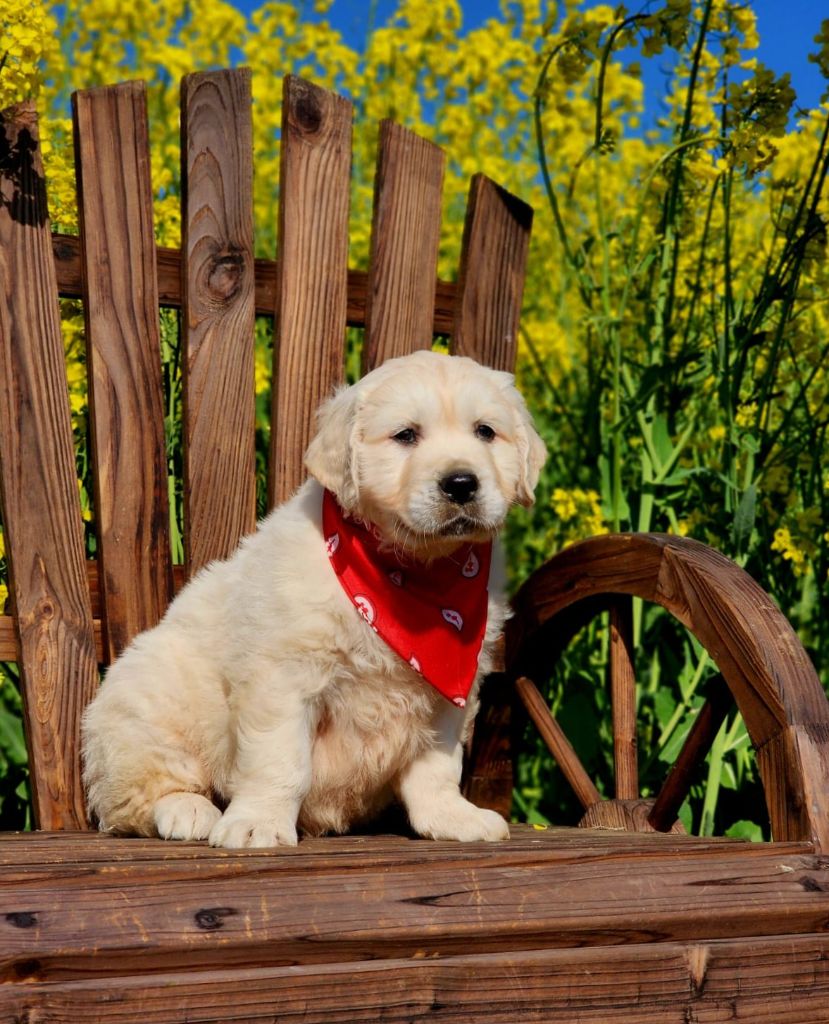 CHIOT - Golden Retriever