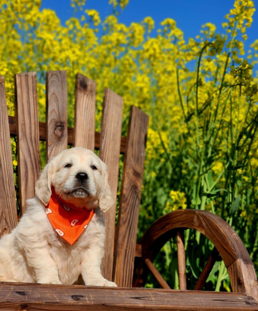 CHIOT - Golden Retriever