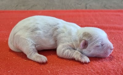 Les chiots de Coton de Tulear