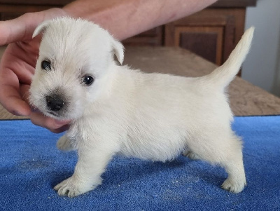 Les chiots de West Highland White Terrier