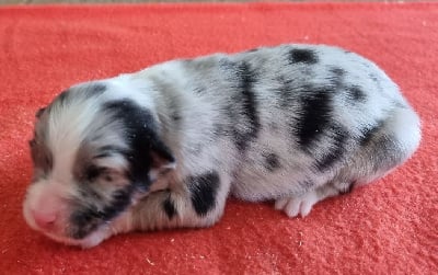 Les chiots de Berger Australien