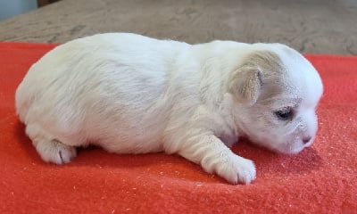 Les chiots de Coton de Tulear