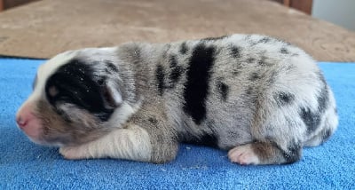 Les chiots de Berger Australien