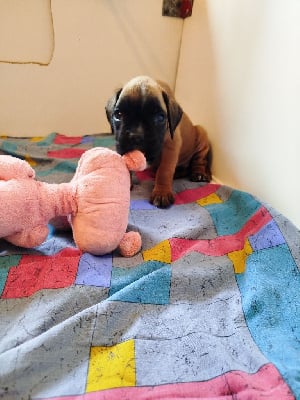 Les chiots de Boxer
