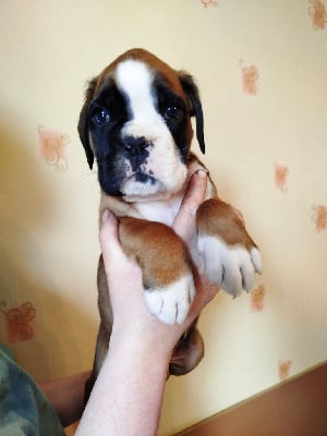 Les chiots de Boxer