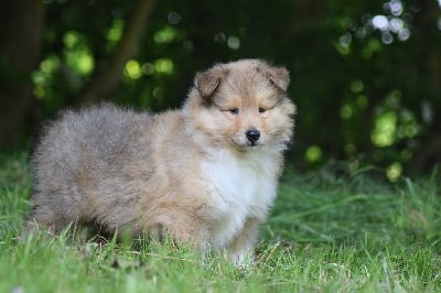 Les chiots de Colley à poil long