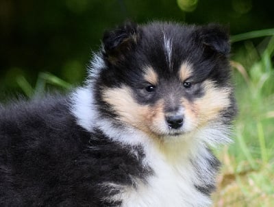 Les chiots de Colley à poil long