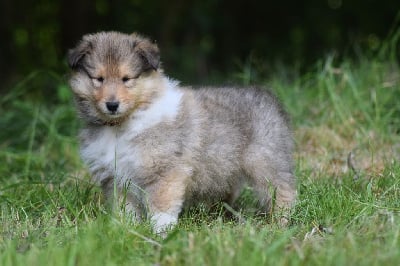 Les chiots de Colley à poil long