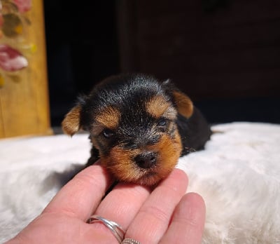 Yorkshire Terrier