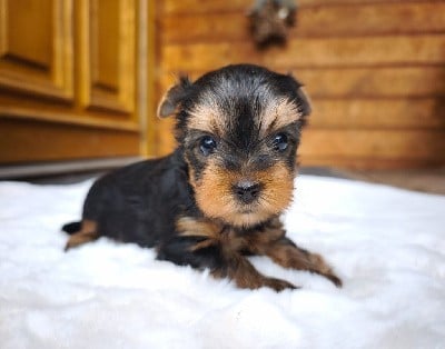 Yorkshire Terrier