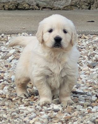 Les chiots de Golden Retriever