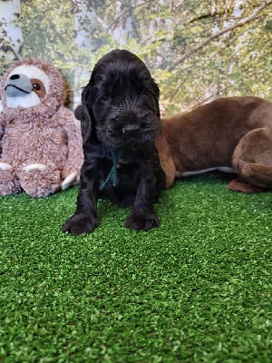 Les chiots de Cocker Spaniel Anglais