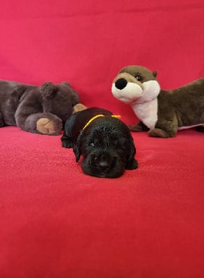 Les chiots de Cocker Spaniel Anglais