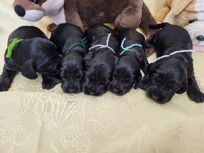 Les chiots de Cocker Spaniel Anglais