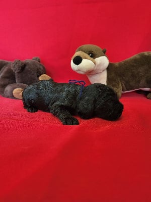 Les chiots de Cocker Spaniel Anglais